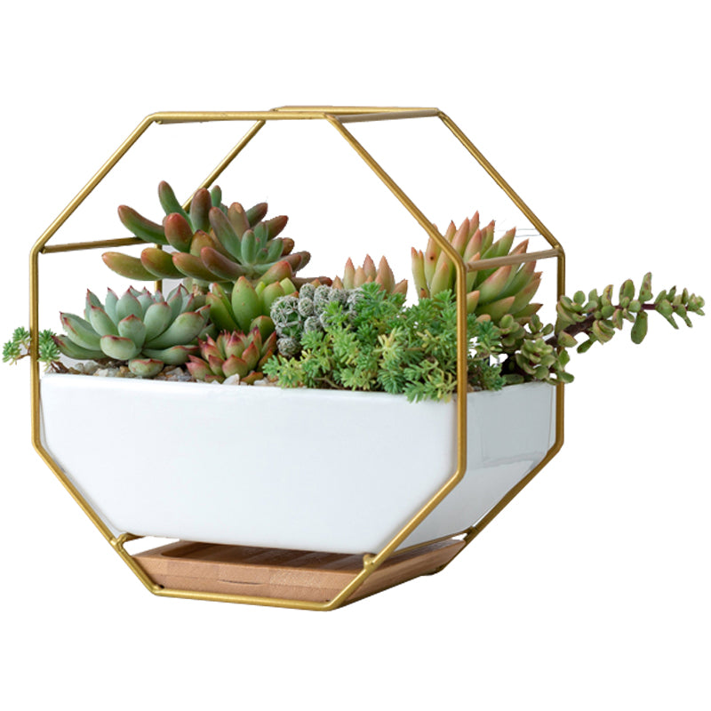 Octagonal metal-frame wall planter with white ceramic pot, gold-tone frame, wood-look base tray, filled with succulents.