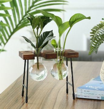 Transparent Glass Hydroponic Vase - Modern Minimalist