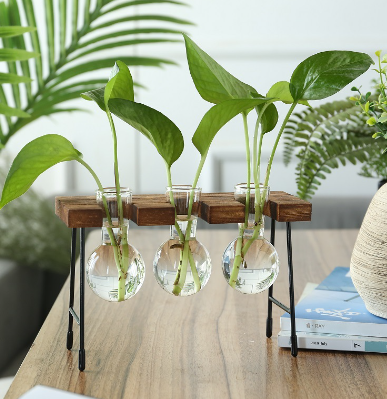 Transparent Glass Hydroponic Vase - Modern Minimalist