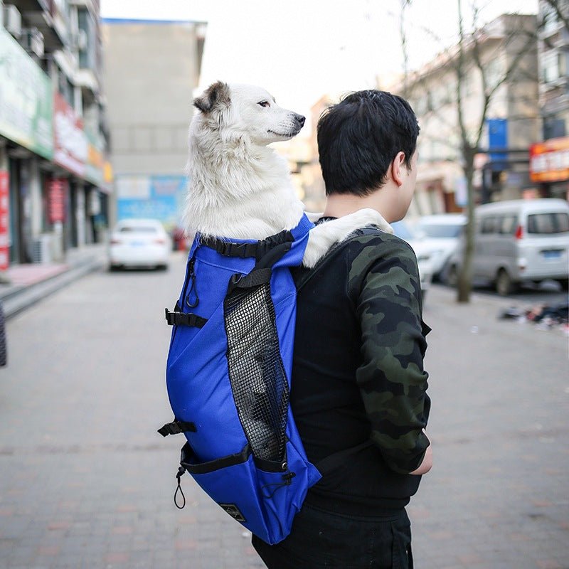 Blue dog backpack carrier with a large white dog looking out over the wearer's shoulder in a street