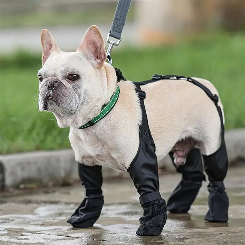 Bulldog standing in black dog boots with harness