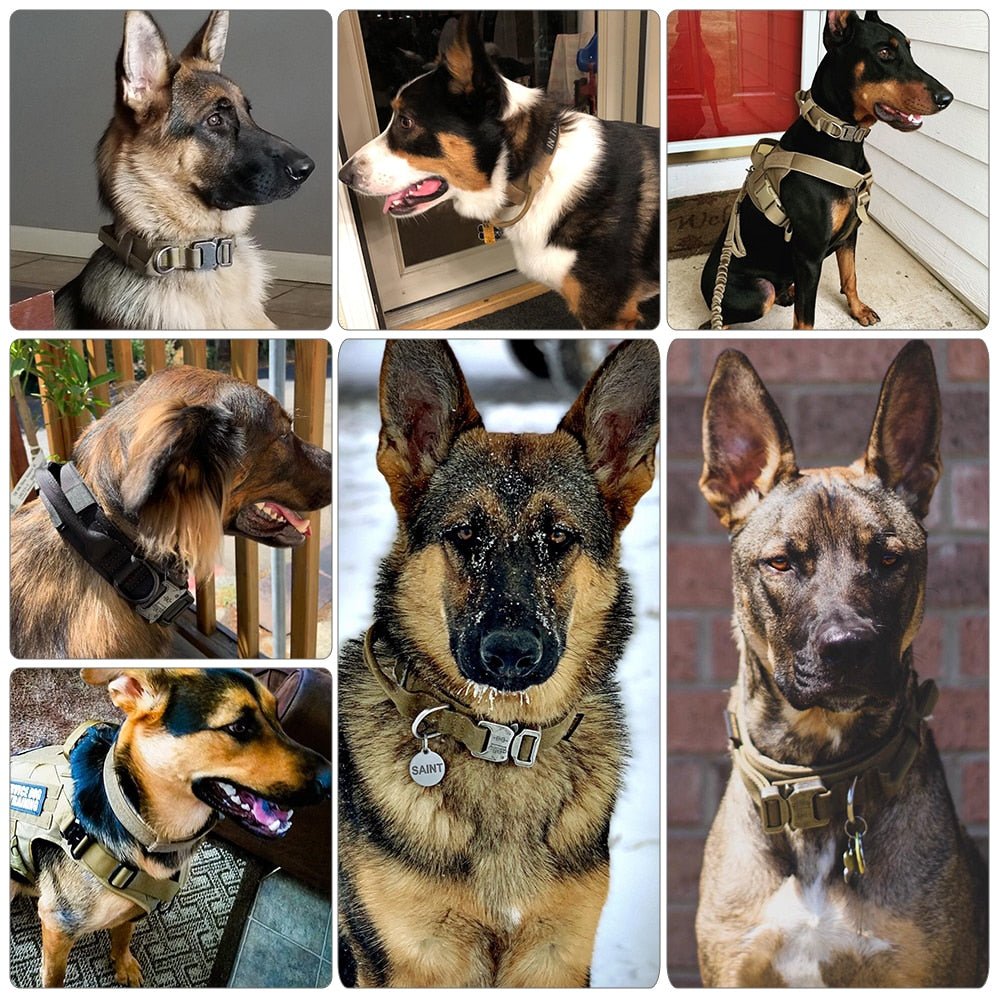 Dog Collar - Wow Store