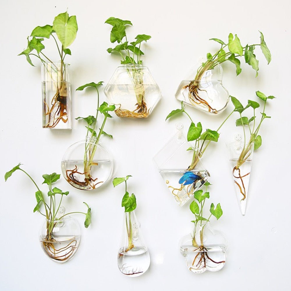 Nine hanging glass wall vases in different shapes on a white wall, each with a rooted cutting in water