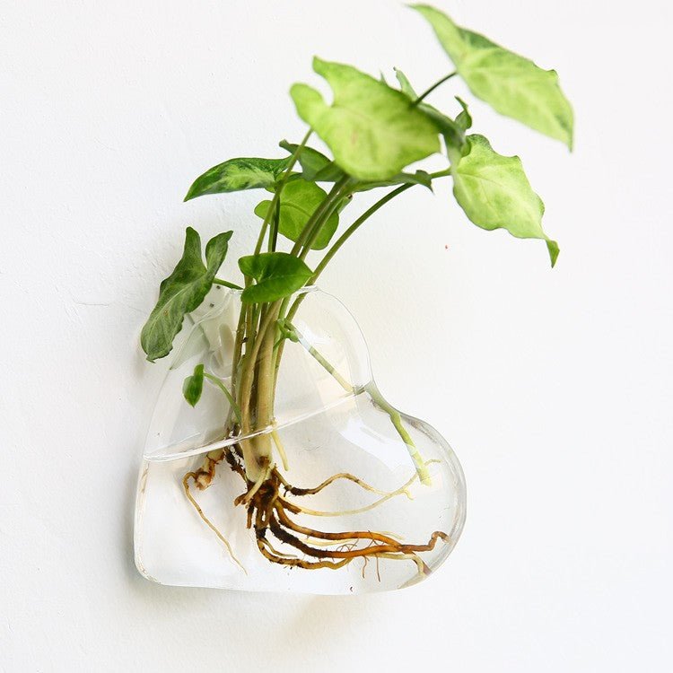 Heart-shaped glass wall vase with a bunch of green leaves and roots in water