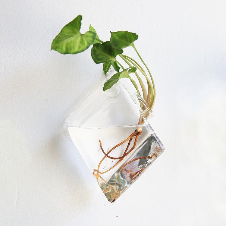 Diamond-shaped glass wall vase hanging at an angle, with a cutting and roots in water